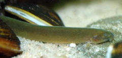 Black Kuhli Loach photo 2