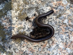Californiulus