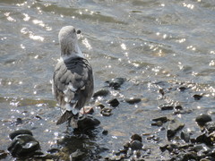 Larus fuscus