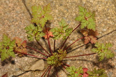 Geranium robertianum