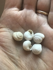 Sphincterochila aharonii