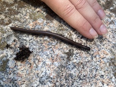 Californiulus