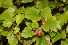 Rubus tricolor