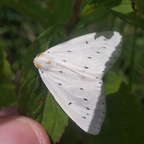 Scoriopsis