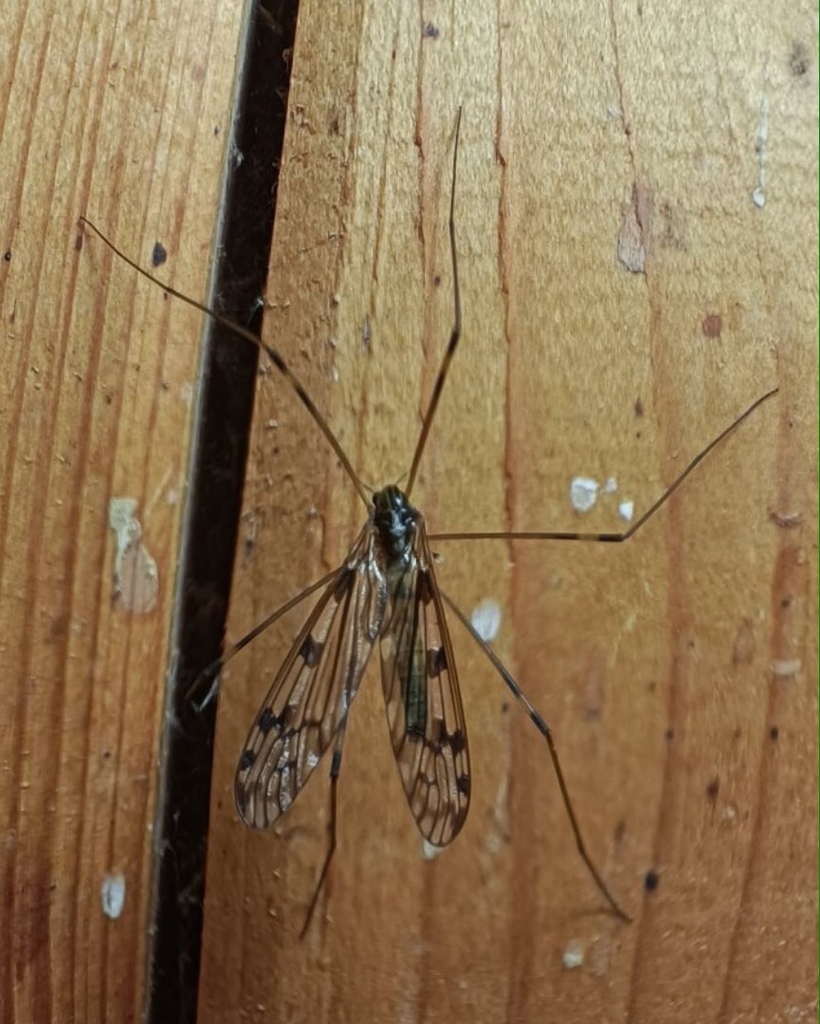 Metalimnobia quadrimaculata