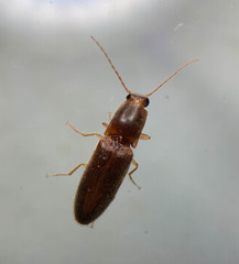 Athous cucullatus