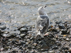 Larus fuscus