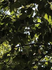 Platanus occidentalis