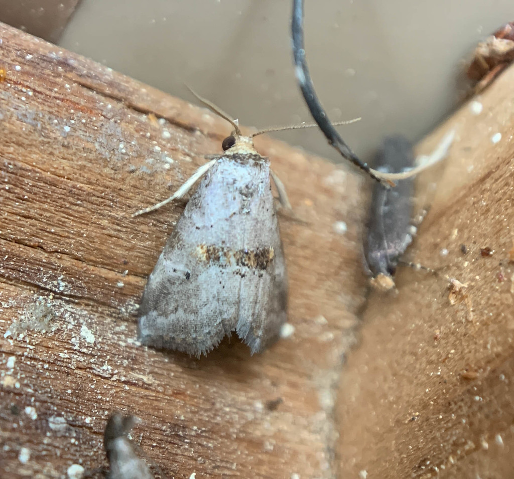 Yellow-spotted Graylet