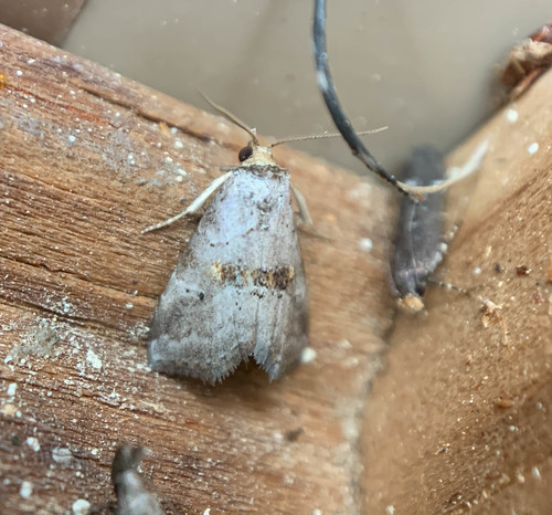 Yellow-spotted Graylet
