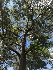 Platanus occidentalis