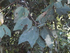 Bauhinia longicuspis