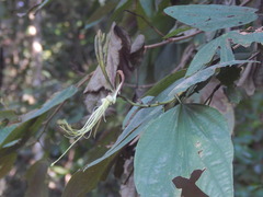Bauhinia longicuspis