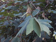 Bauhinia longicuspis