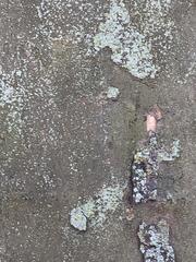 Platanus occidentalis