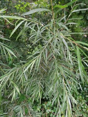 Salix interior