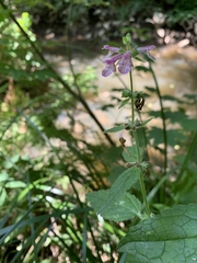 Stachys mexicana