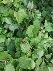 Sphecius speciosus