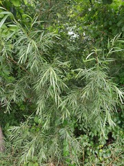 Salix interior