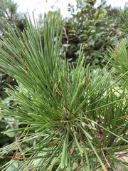 Pinus serotina