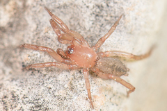 Drassyllus