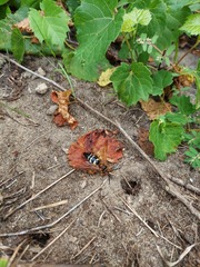 Sphecius speciosus