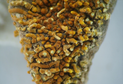 Caloplaca microphylla · iNaturalist