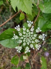 Daucus carota