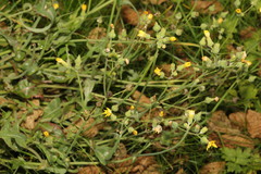 Sonchus oleraceus