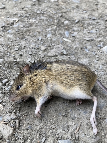 Northern Meadow Jumping Mouse, AK, US, photo 8 of 10