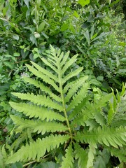 Onoclea sensibilis