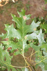 Quercus × benderi