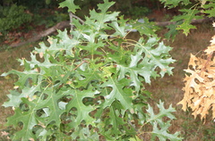Quercus × benderi