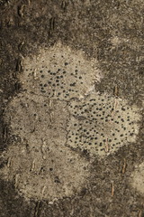 Lecidella elaeochroma