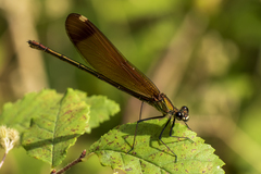 Calopteryx haemorrhoidalis