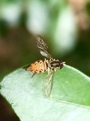 Toxomerus pulchellus