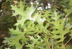 Quercus × benderi