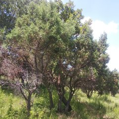 Juniperus deppeana deppeana