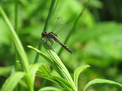 Leucorrhinia intacta