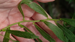 Solidago petiolaris angusta