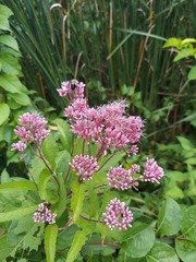 Eutrochium maculatum