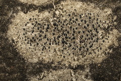 Lecidella elaeochroma