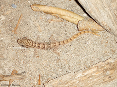Phyllodactylus reissii