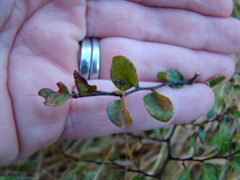 Nothofagus solandri