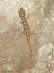 Phyllodactylus reissii