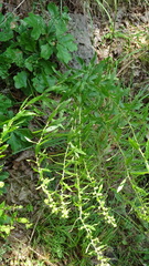 Solidago petiolaris angusta