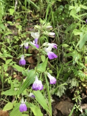 Collinsia multicolor