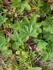 Alchemilla glabra