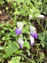 Collinsia multicolor