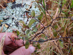Nothofagus solandri
